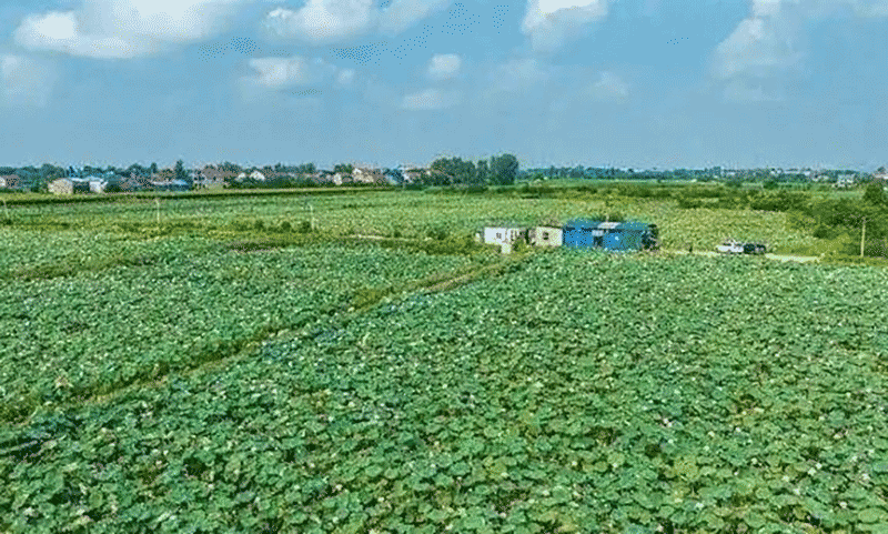 鄂州上倪村莲子加工产品