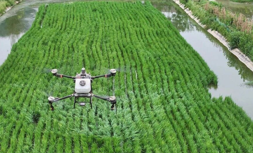 田淑娴指导农户