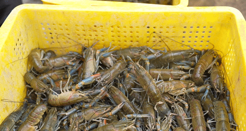 麦盖提县巴扎结米镇澳洲淡水龙虾养殖基地