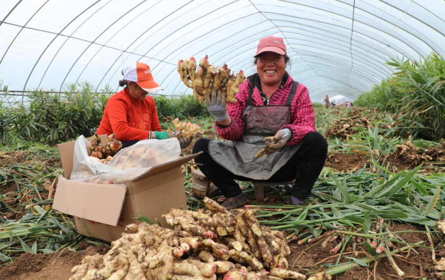 涞水生姜产业发展模式