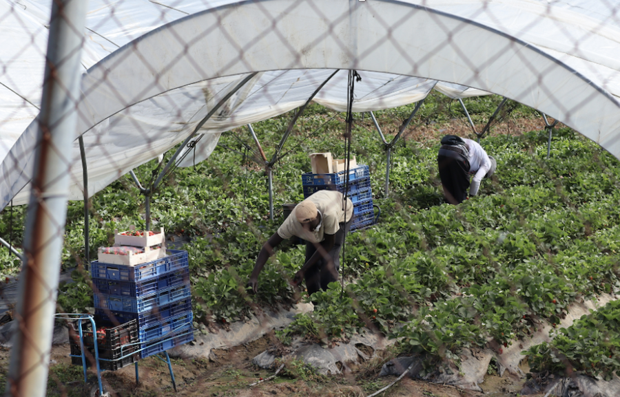 西班牙酷热中的果园