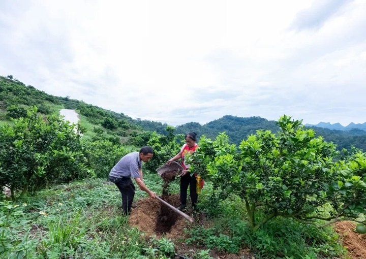 果园施用有机肥