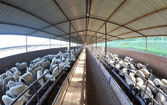 五良太乡畜牧业景象