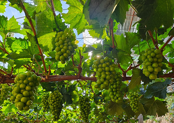 五良太乡设施农业景象