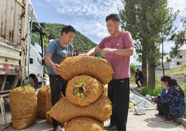 洛南辣椒销售场景