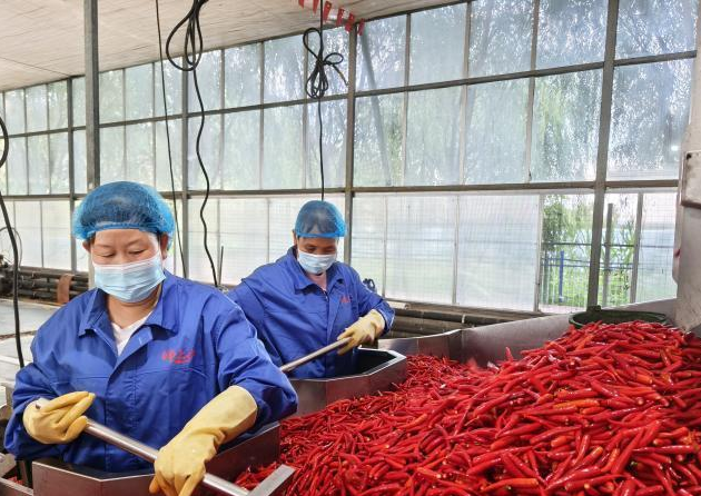 洛南辣椒种植场景