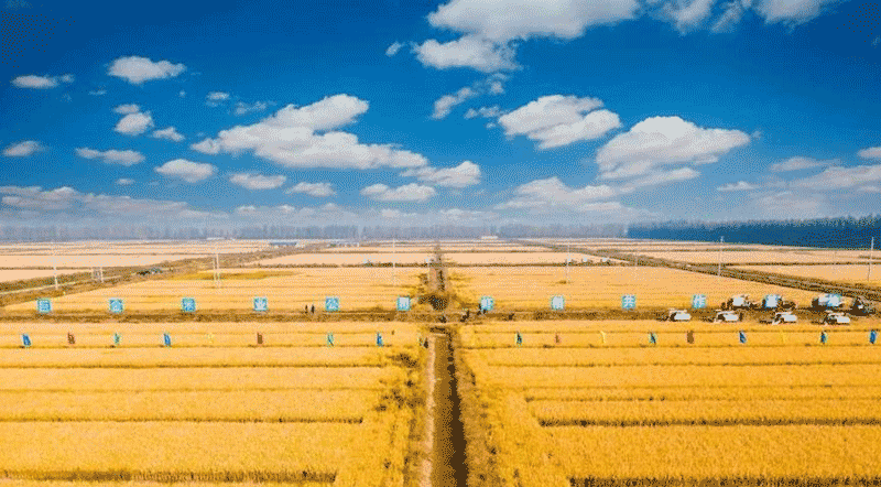 潜江虾稻共作场景