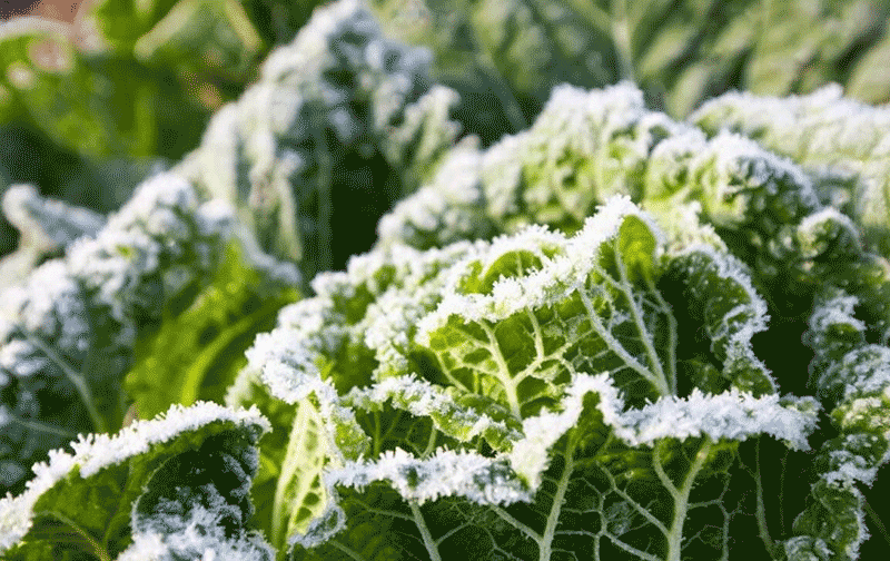 霜打白菜