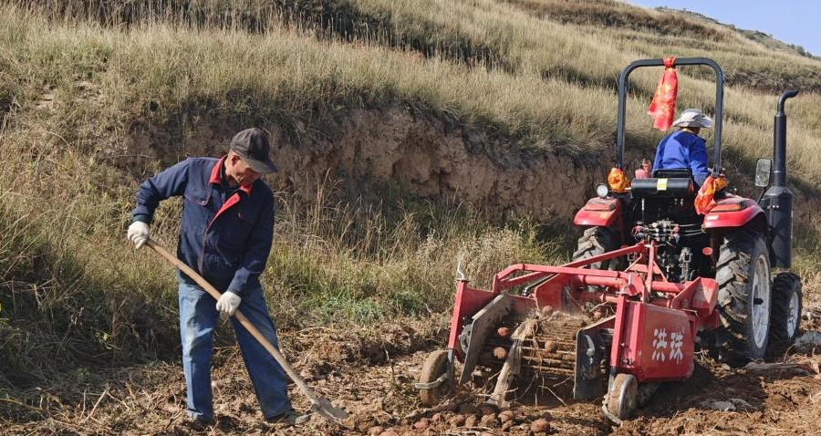 马铃薯加工场景