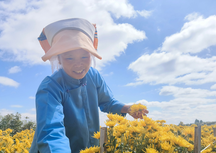 金丝皇菊观赏区