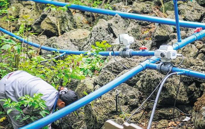 海南水果品牌推广