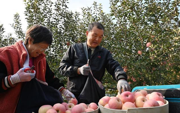 栖霞苹果园景象