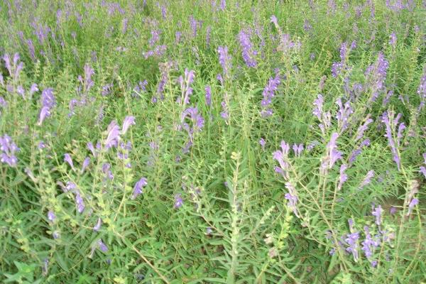 叶枯病防治紧急警报！7月必喷3次这个配方，错过一周损失整年收成！