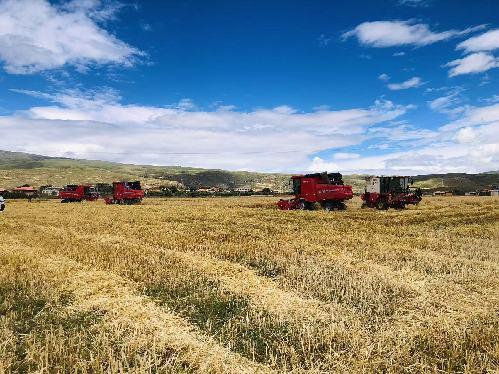 甘孜县格萨尔青稞文化园带动全村青稞增收 9000 多万打造产业链升级