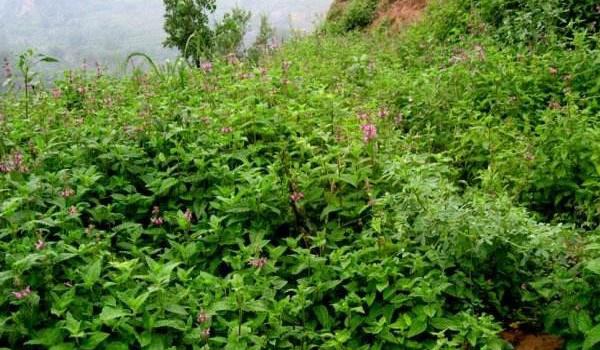 亩产800公斤！北方山区‘地下金疙瘩’种植实录：半年增收万元就靠这5个关键步骤