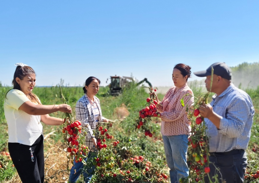 订单农业模式如何助力新疆酱用番茄产业 企业加农户全链条服务促增收