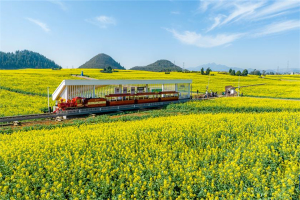 滇东北罗平:小小油菜花,托起百亿大产业