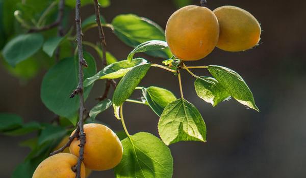 杏树剪枝黄金期曝光！5月底这样做，坐果率飙升30%，甜度提升2度！