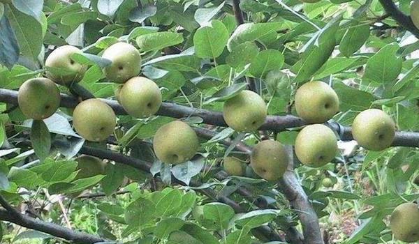 游客采摘+深加工面膜！揭秘川果转型暴利模式：1颗柠檬榨出6种赚钱法子