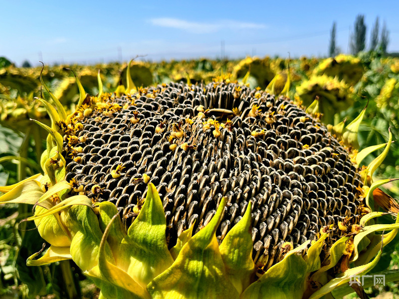 内蒙古阿拉善盟温都尔勒图镇葵花丰收:现代农业的金色答卷