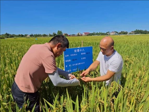 从选种到丰收：揭秘湘早籼32号等优质早稻品种的5大高产管理要点