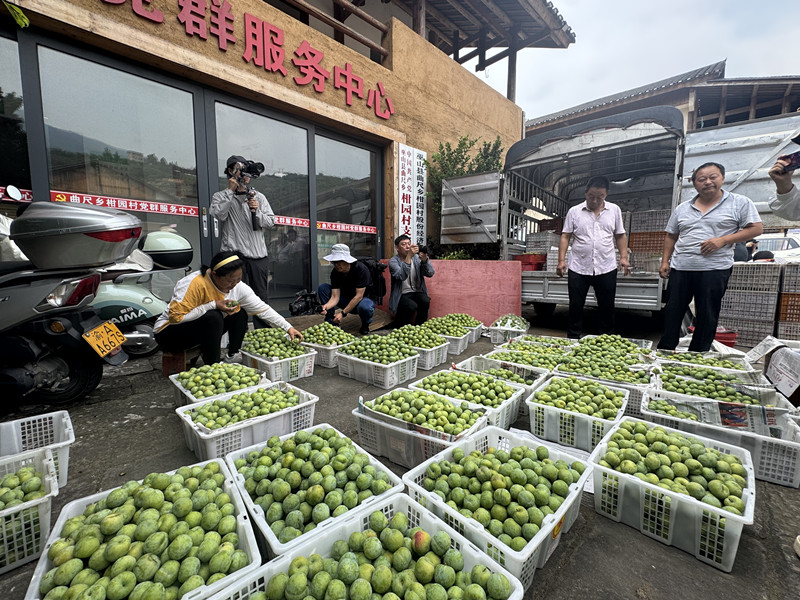 无人机巡园+手机种果树!巫山‘产业大脑’监控3637个果园,种脆李像开导航一样精准