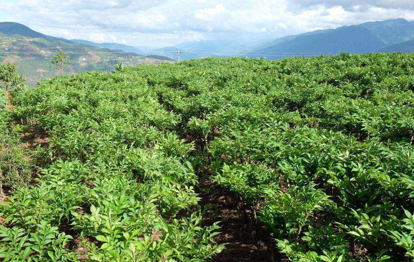 盛夏康县:魔芋“魔法”绘就乡村振兴新画卷