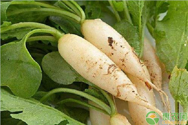 优质萝卜播种用条播还是穴播 行距株距及温水浸种提高出苗率方法