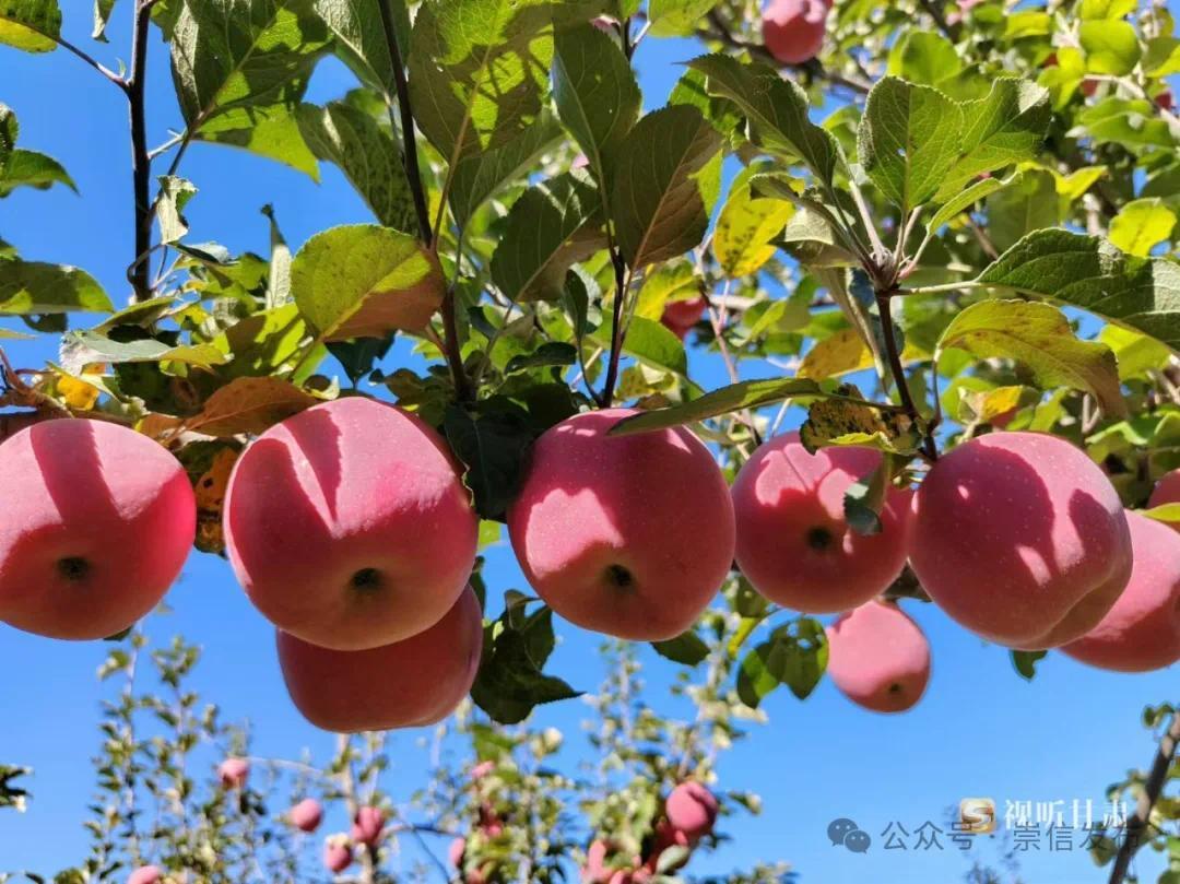 多地丰收绘乡村振兴画卷，甘肃崇信县早熟苹果丰收带动就业与产业链延伸