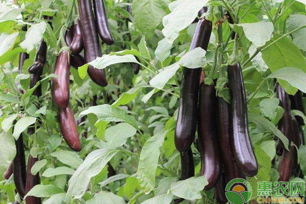 茄子大棚种植遭遇黄萎病从老叶发黄到维管束变褐的防治攻略