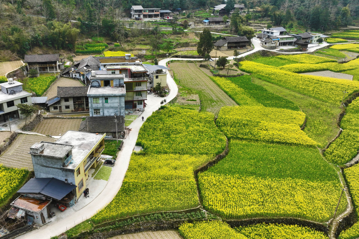 重庆打出增收组合拳,助力农村居民“钱袋子”鼓起来