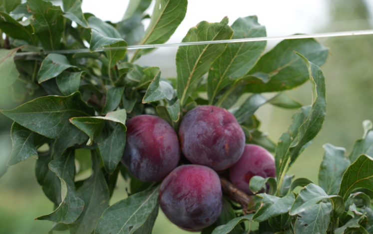 哈密柳树沟村靠‘醉胭脂’李子推动三农林果业转型发展