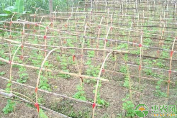 北方早春苦瓜育苗需警惕!立枯病症状及防治全解析