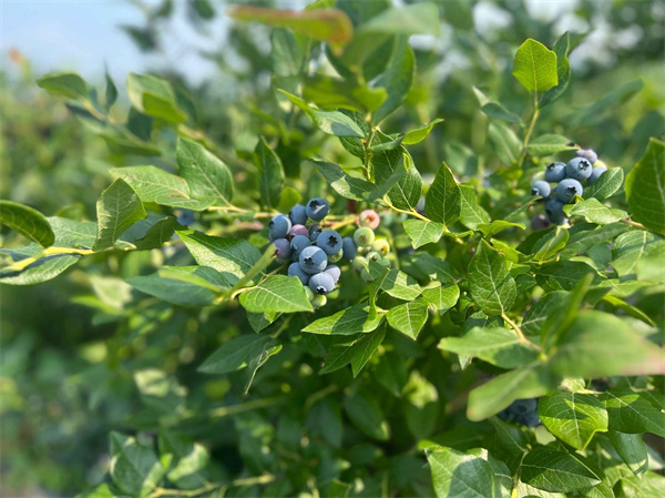 科技赋能蓝莓产业,辽宁省打造“浆果传奇”