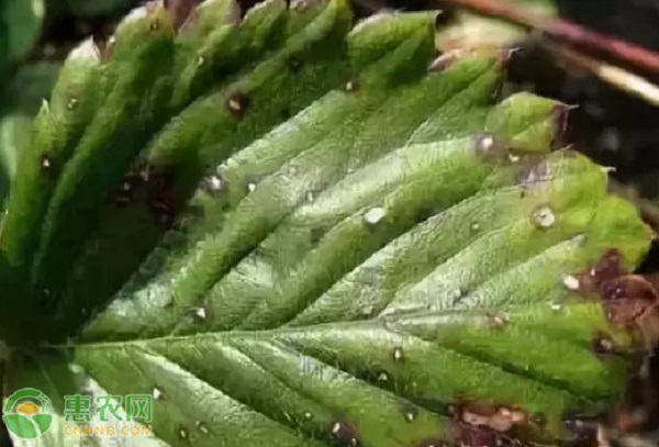 一亩地栽 7000 至 8000 株草莓配合调整磷钾肥用量预防轮斑病的方法