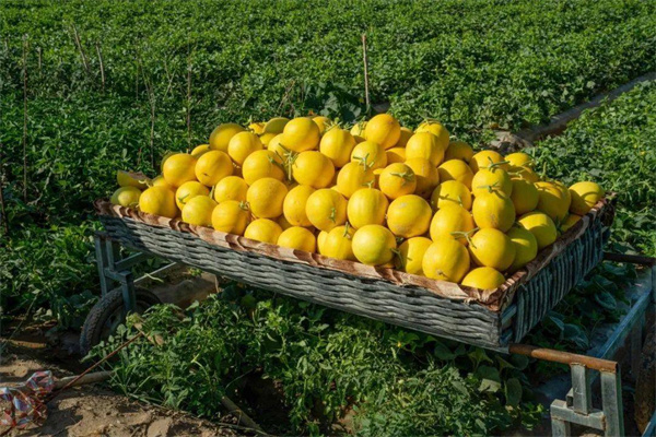 从&ldquo;几分钱一斤&rdquo;到年产值超21亿：民勤蜜瓜产业六十载蝶变，产业化、品种技术、电商营销共筑&ldquo;黄金产业&rdquo;之路