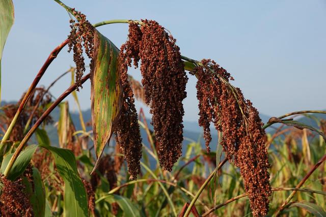 &zwnj;科技赋能传统农业：无人机打药+智能水肥系统如何提升高粱亩产200斤