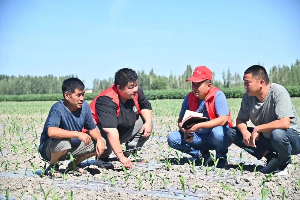精河县农户依托农业技术指导与物流完善解决农产品销路难题增收显著