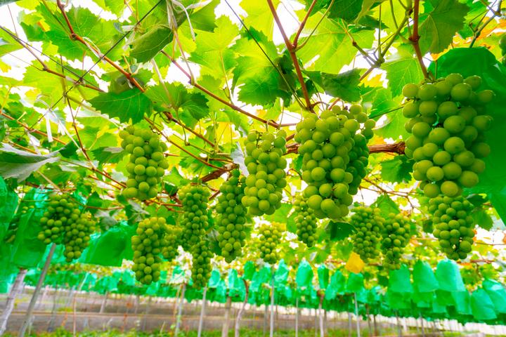 走进渭南现代农业示范园，看AI如何重塑中国农业与国际合作新图景