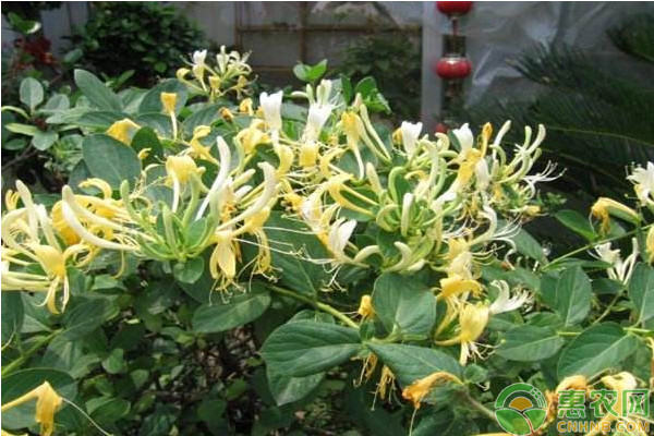 金银花种植科学管理怎么防白粉病 合理密植施肥修剪排水技巧