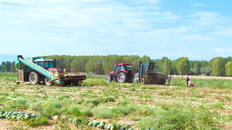 高台县大板黑瓜子:从‘小瓜子’到‘大产业’的逆袭