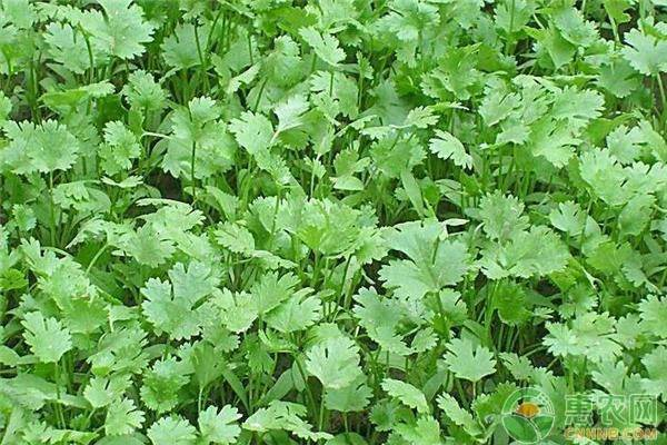 家庭种植香菜怎么处理种子能提高发芽率 搓壳温水浸泡催芽方法