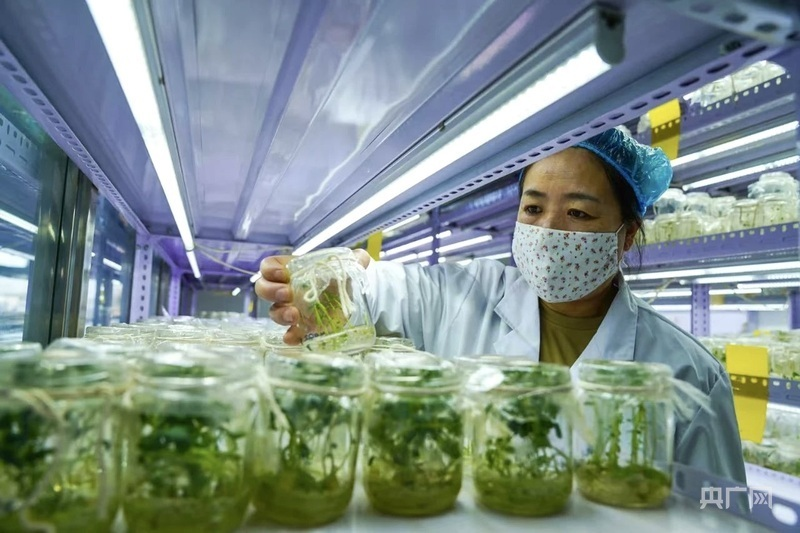 牙克石成为内蒙古最大马铃薯脱毒种薯繁育基地 纳入全国良种繁育奖励县