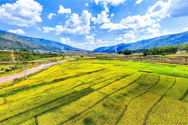 中央印发农业强国中长期规划,明确三阶段发展目标