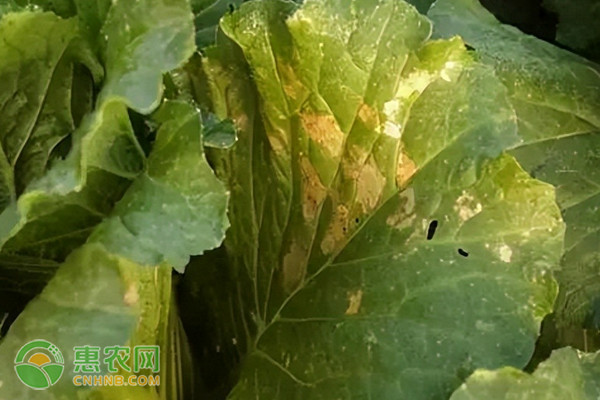 叶片“白霜”预警:大白菜霜霉病防治七步法
