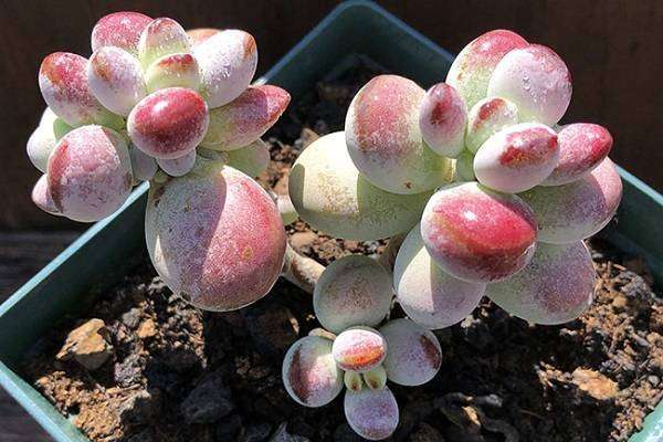 为什么你的乒乓福娘总烂根?解密耐旱多肉的浇水频率与土壤选择