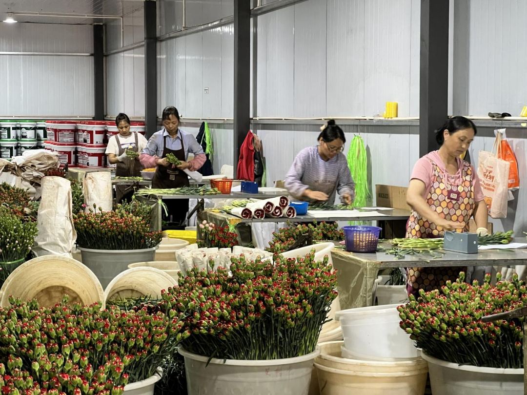 康乃馨开出'致富花'!红塔区农户变身产业工人,标准化种植月薪5000+