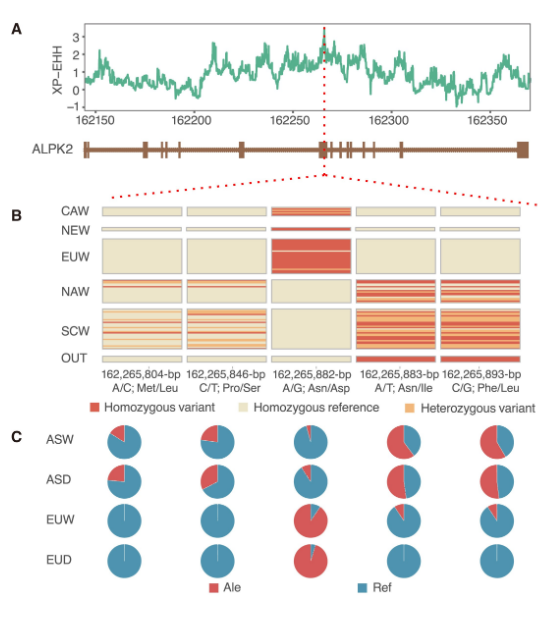 冻不死的野猪藏着什么秘密?中国这项研究找到5个关键基因,养猪业或迎技术革命