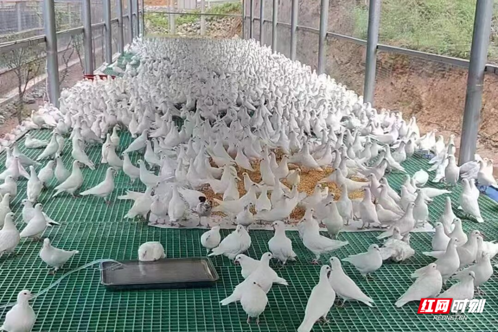 永兴县 &ldquo;农业人才蓄水池&rdquo; 工程如何实施 与湖南农大建科技小院年育 500 多实用人才