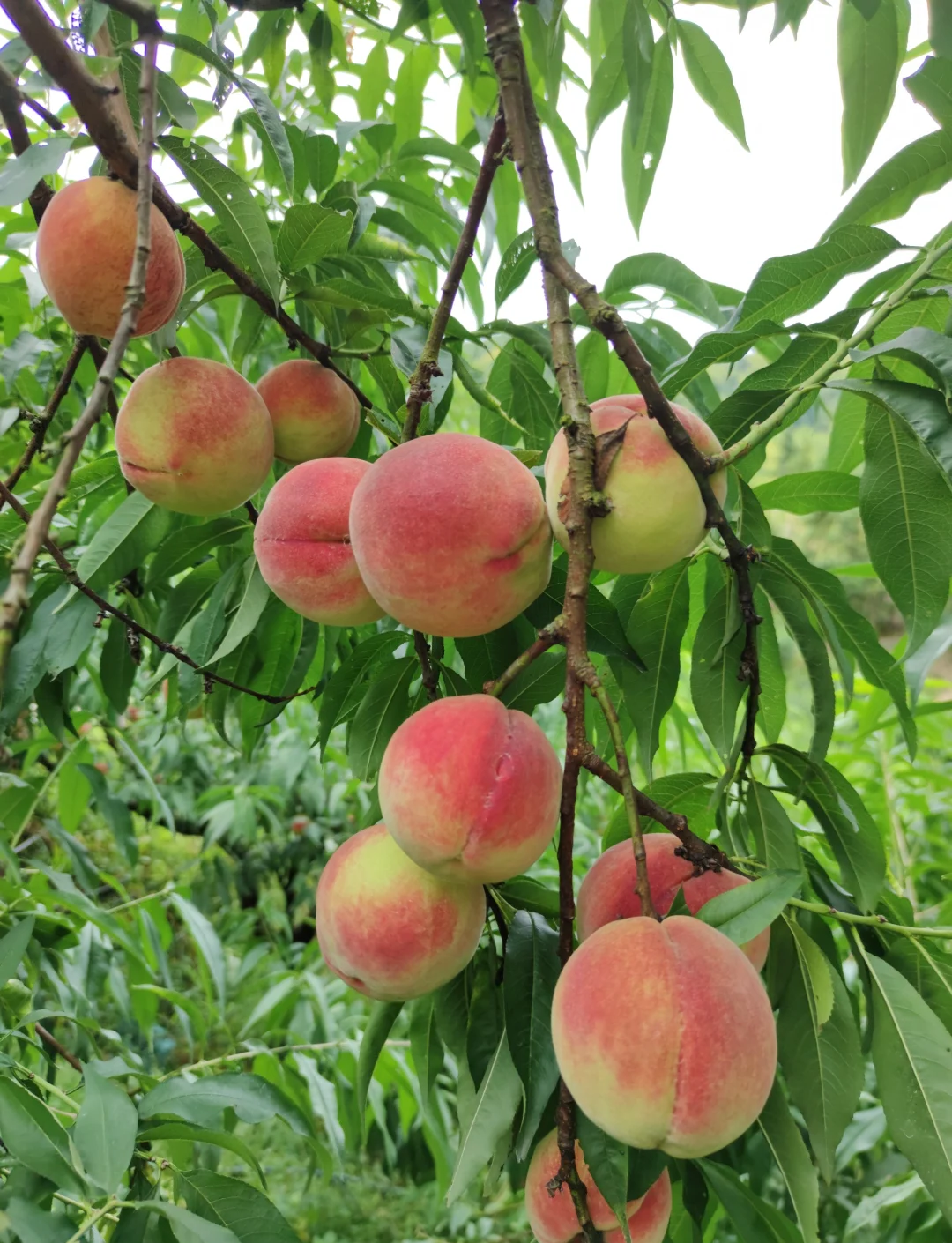 毛沟村白凤桃为啥能火？向阳坡种植 + 品牌化运营打开市场